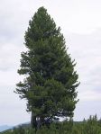 De alpenden of arve (Pinus cembra) is een boomsoort uit de dennenfamilie (Pinaceae)